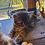 kitten, cat, paws, scratching_post, indoor, window, sunlight, furry, playful, pet, animal, curious, closeup, soft, cozy, feline, resting, home, young, cute
