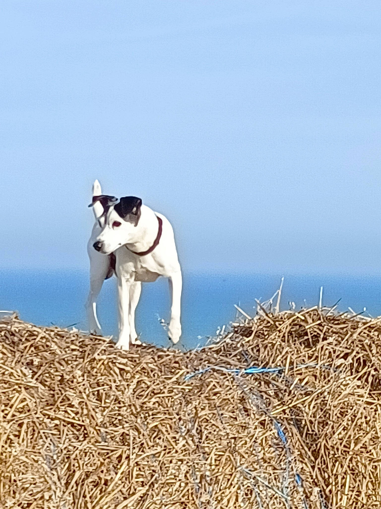 Diesel a rejoint le concours — aidez-le/la à gagner de superbes lots ! canidae, carnivore, collar, companion_dog, dog, dog_breed, field, grass, grassland, hunting_dog, landscape, non_sporting_group, pack_animal, pasture, sky, snout, soil, sporting_group, terrestrial_animal, working_animal