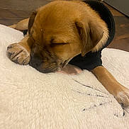 Tater Boi joined the competition — help win amazing prizes! puppy, sleeping, dog, blanket, fur, paw, black_hoodie, indoor, wooden_floor, cute, pet, cozy, resting, young_dog, animal, fur_texture, closed_eyes, adorable, relaxed, domestic_animal