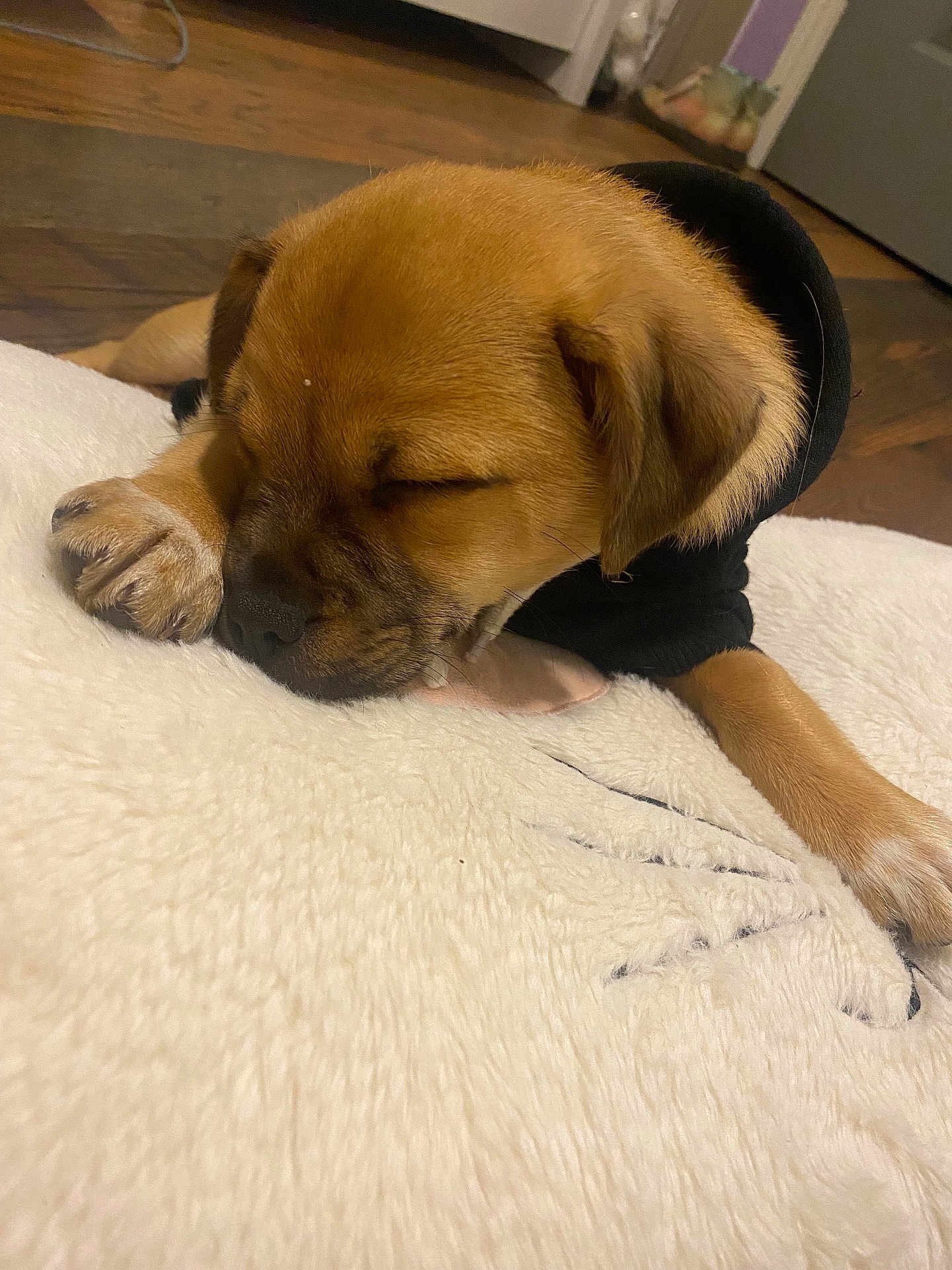 Tater Boi joined the competition — help win amazing prizes! puppy, sleeping, dog, blanket, fur, paw, black_hoodie, indoor, wooden_floor, cute, pet, cozy, resting, young_dog, animal, fur_texture, closed_eyes, adorable, relaxed, domestic_animal