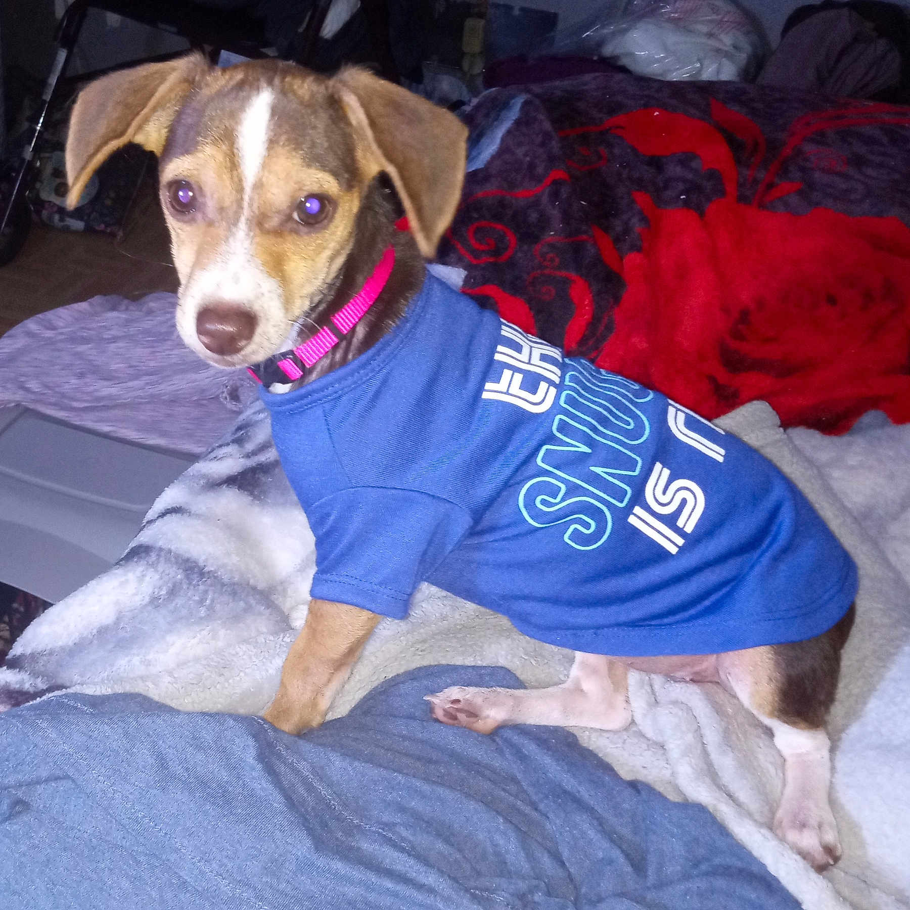 Rose joined the competition — help win amazing prizes! animal, bed, blanket, blue_shirt, cozy, curious, cute, dog, ears, flash, fur, home, indoor, looking, paw, pet, pink_collar, portrait, resting, small_dog