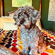 Petra is registered to the contest to win money with this photo: animal, bed, blanket, canine, colorful_bedspread, cozy, curly_fur, curly_hair, decor, dog, domestic_animal, furniture, home, indoor, pet, pillow, portrait, resting, seated, wall_art