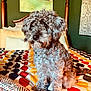 animal, bed, blanket, canine, colorful_bedspread, cozy, curly_fur, curly_hair, decor, dog, domestic_animal, furniture, home, indoor, pet, pillow, portrait, resting, seated, wall_art