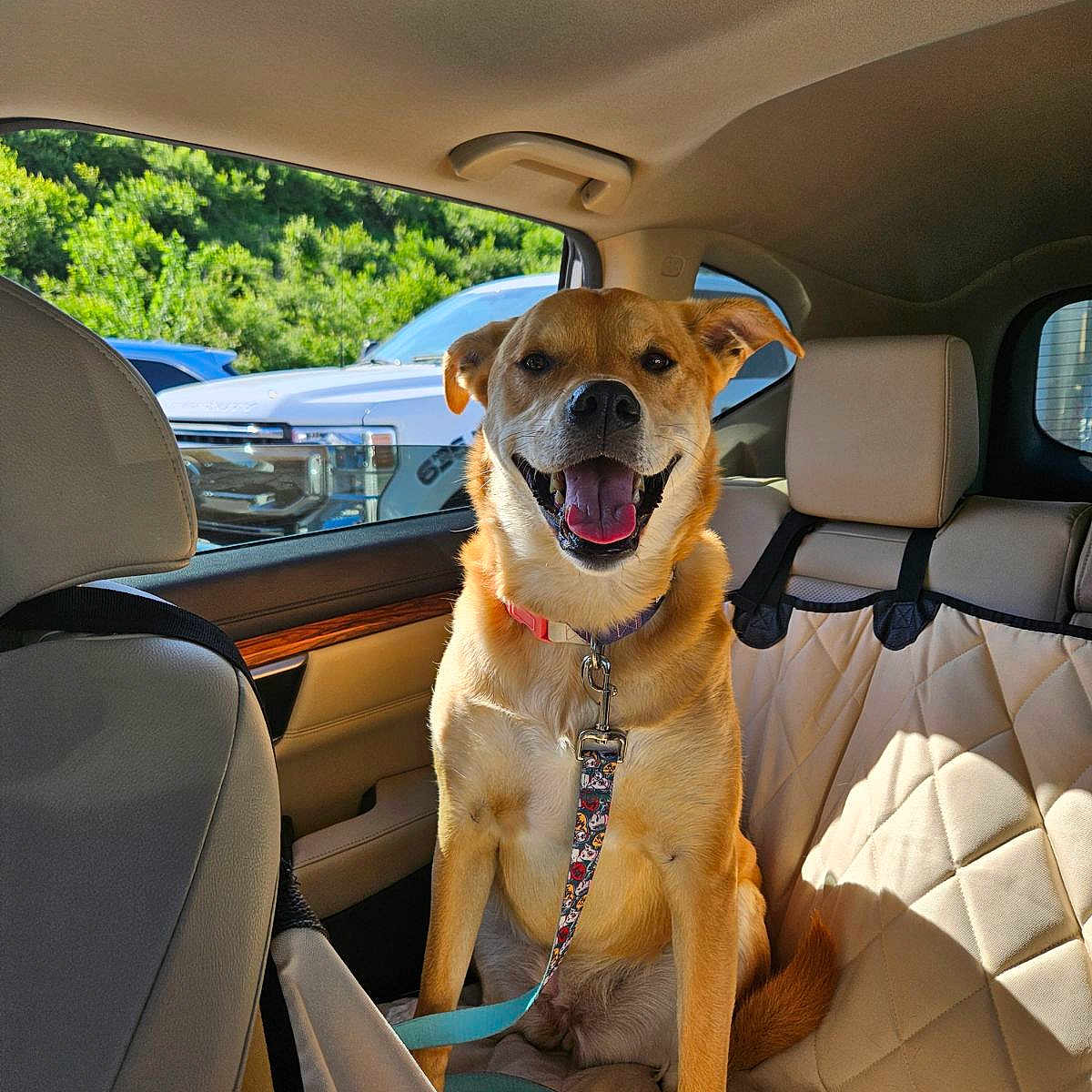 Ellie joined the competition — help win amazing prizes! accessories, animal, architecture, building, canine, car, car_interior, carseat, cushion, dog, homedecor, hound, labradorretriever, outdoors, pet, puppy, shelter, sunglasses, transportation, vehicle