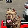 Jangalang is registered to the contest to win money with this photo: dog, pitbull, toy_car, parking_lot, tongue_out, chain_collar, red, outdoor, pet, animal, sunlight, playful, vehicle, summer, happy, cute, fun, leash, ears, close_up