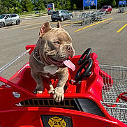 Jangalang is registered to the contest to win money with this photo: dog, pet, toy_car, shopping_cart, parking_lot, red, tongue_out, sunny, outdoor, vehicle, collar, canine, summer, fun, playful, animal, wheel, traffic, blue_sky, clouds