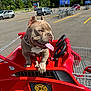 dog, pet, toy_car, shopping_cart, parking_lot, red, tongue_out, sunny, outdoor, vehicle, collar, canine, summer, fun, playful, animal, wheel, traffic, blue_sky, clouds