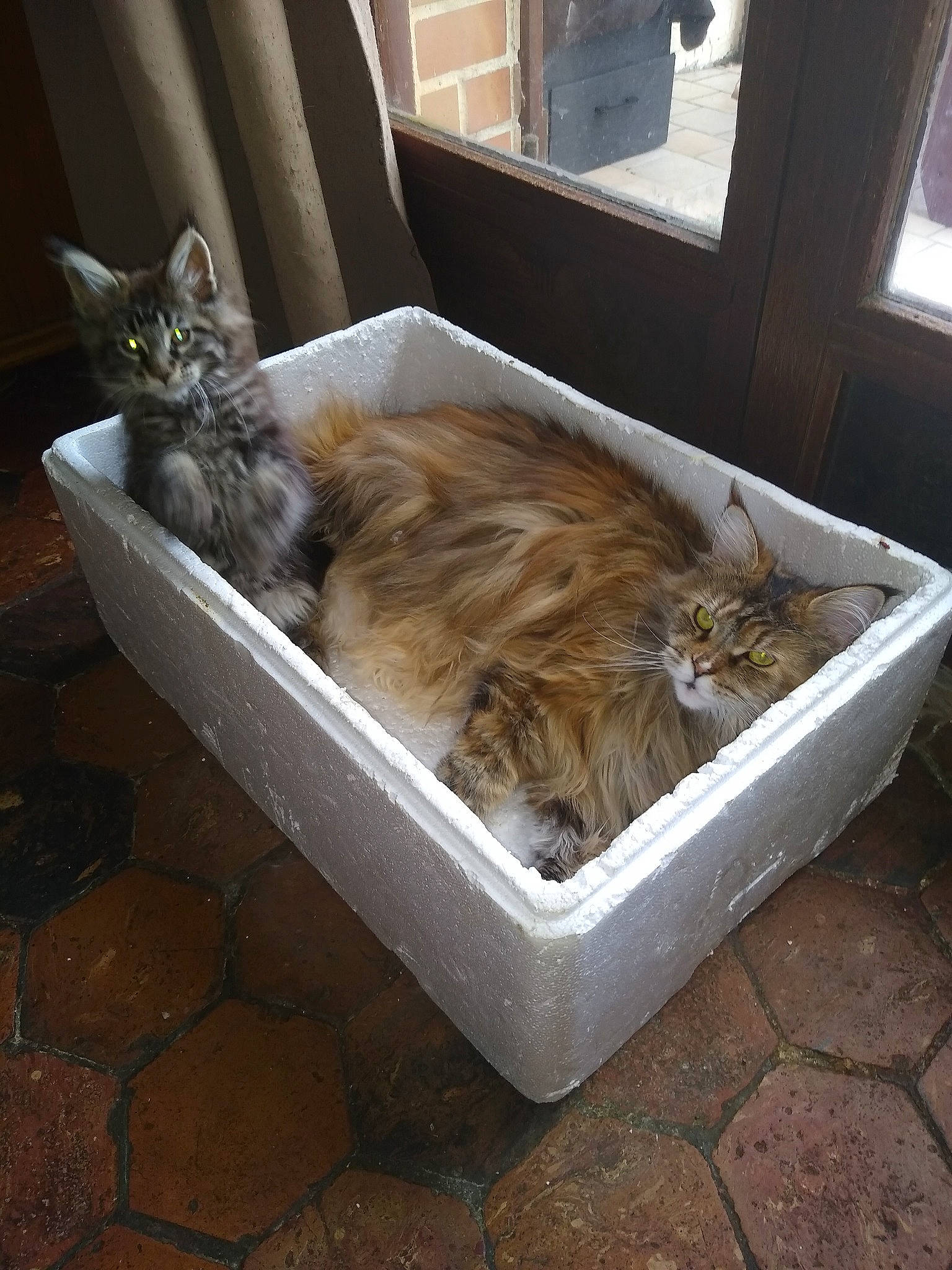 Ralf participe au concours pour gagner de l'argent avec cette photo : animal_shelter, box, carnivore, cat, cat_supply, domestic_short_haired_cat, felidae, flooring, fur, hardwood, packing_materials, pet_supply, rectangle, room, small_to_medium_sized_cats, tail, terrestrial_animal, whiskers, window, wood