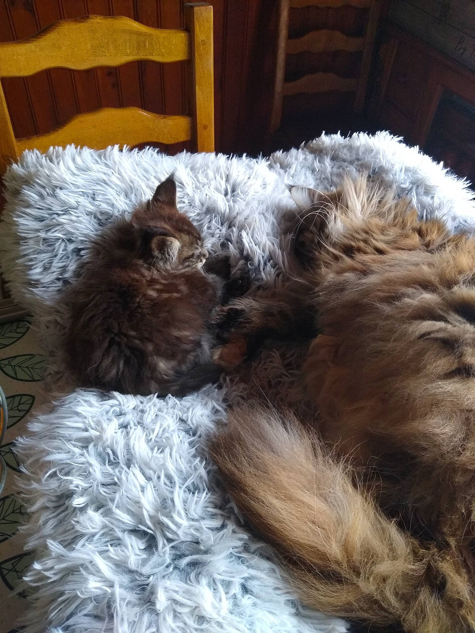 Ralf participe au concours pour gagner de l'argent avec cette photo : canidae, carnivore, cat, claw, comfort, companion_dog, dog_breed, fawn, felidae, fur, liver, mammal, nap, selkirk_rex, small_to_medium_sized_cats, sporting_group, tail, terrestrial_animal, textile, whiskers