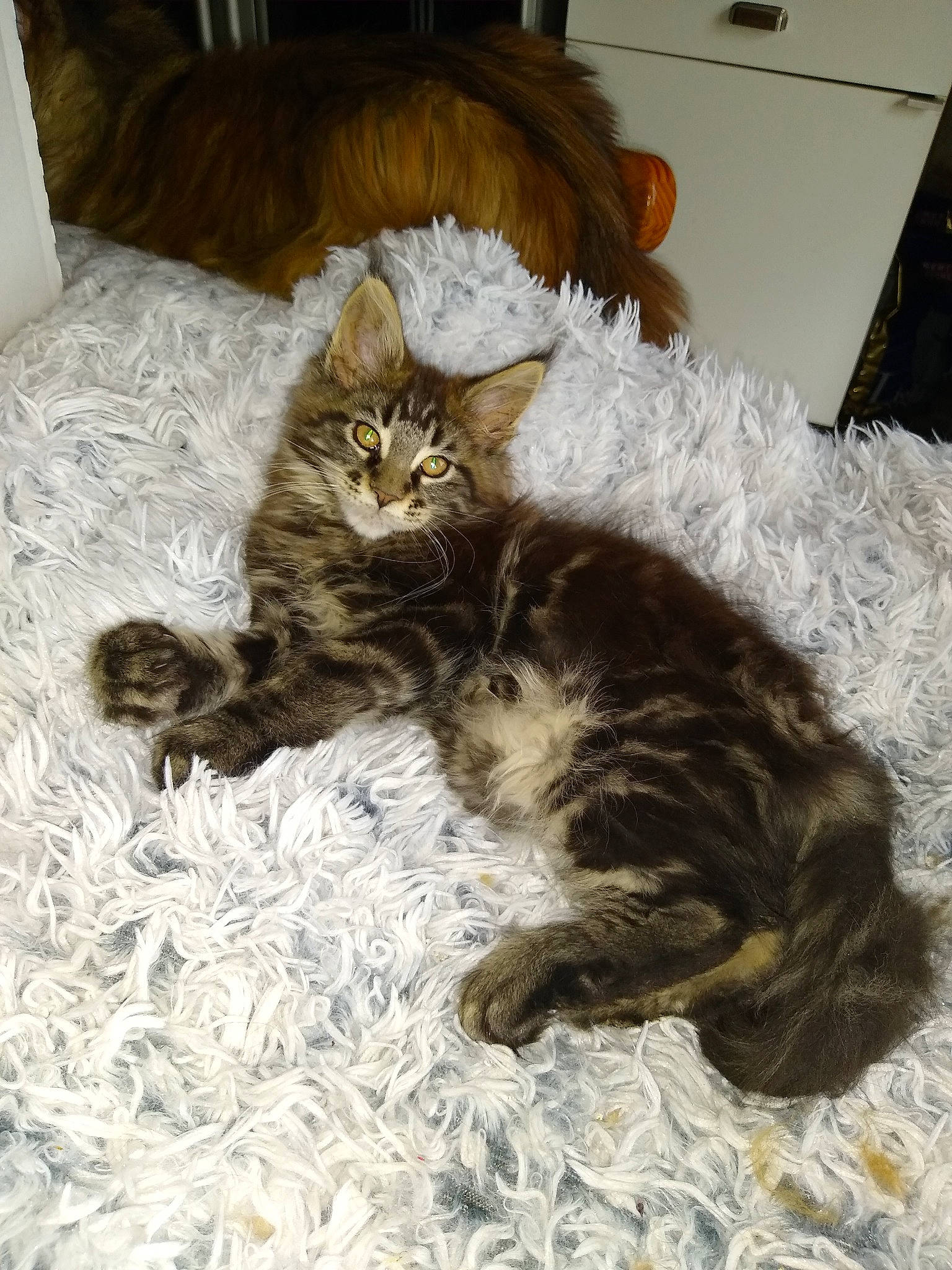 Ralf participe au concours pour gagner de l'argent avec cette photo : bed, carnivore, cat, cat_bed, cat_supply, chair, claw, comfort, domestic_short_haired_cat, felidae, fur, hardwood, liver, maine_coon, paw, room, small_to_medium_sized_cats, tail, terrestrial_animal, whiskers