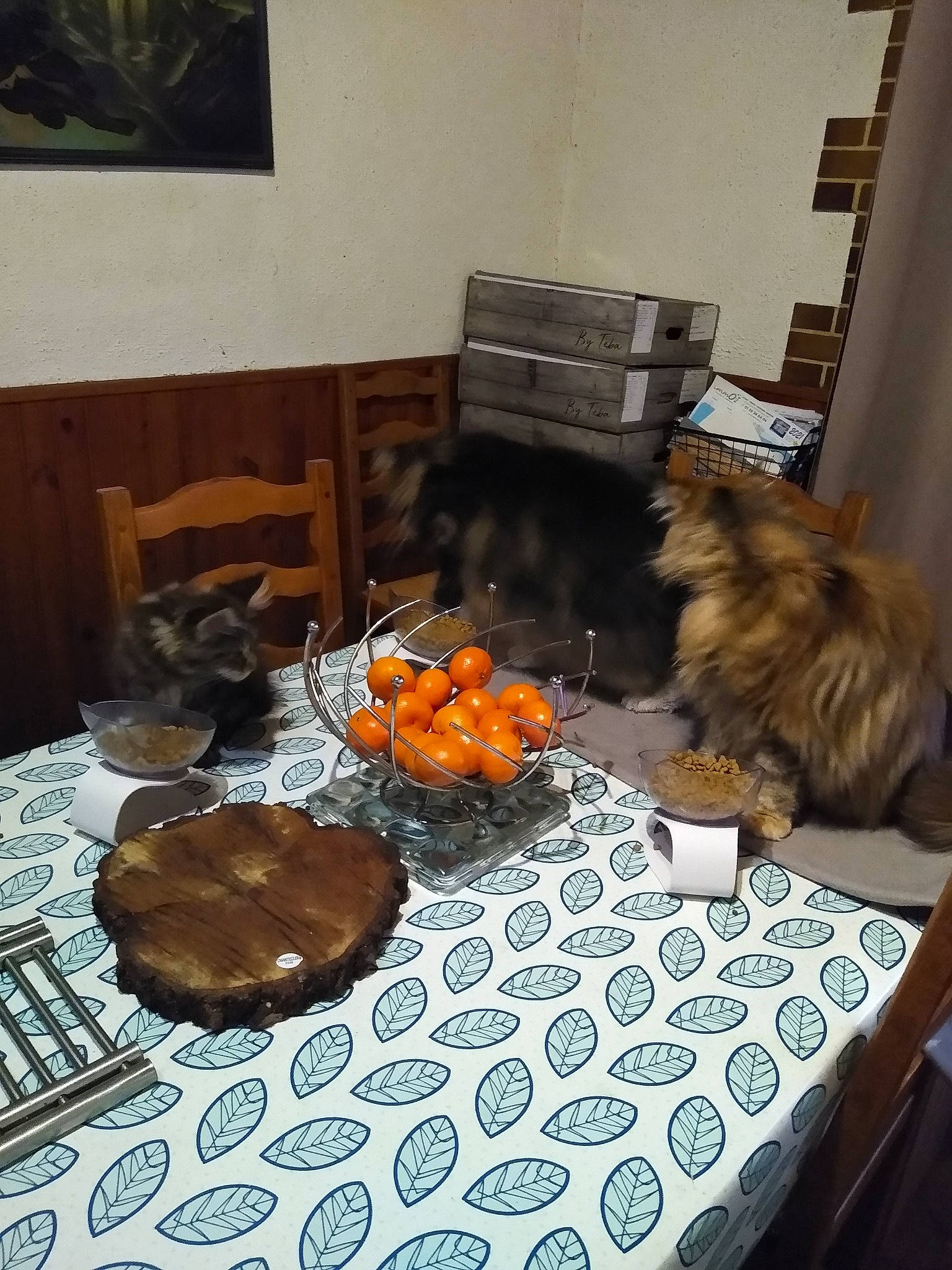 Ralf a rejoint le concours — aidez-le/la à gagner de superbes lots ! centrepiece, chair, companion_dog, cuisine, event, flooring, food, furniture, ingredient, interior_design, linens, picture_frame, plate, room, serveware, table, tablecloth, tableware, textile, wood