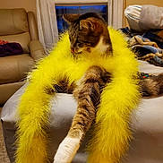 Socks is registered to the contest to win money with this photo: cat, tabby_cat, yellow_boa, feathers, furniture, living_room, window, curtains, couch, blanket, relaxed, pet, indoor, soft_surface, cozy, animal, fur, paw, striped, home