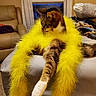 cat, tabby_cat, yellow_boa, feathers, furniture, living_room, window, curtains, couch, blanket, relaxed, pet, indoor, soft_surface, cozy, animal, fur, paw, striped, home