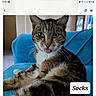Socks is registered to the contest to win money with this photo: cat, tabby_cat, feline, tongue_out, indoor, blue_couch, pet, whiskers, fur, relaxed, cute, animal, mammal, household, close_up, portrait, sitting, playful, domestic_cat, named