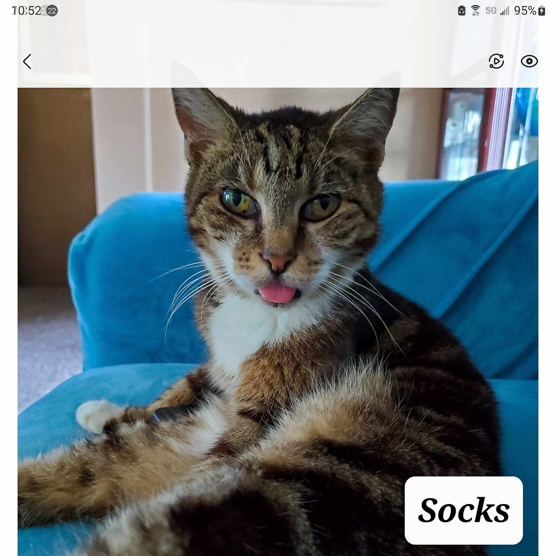 Socks is registered to the contest to win money with this photo: cat, tabby_cat, feline, tongue_out, indoor, blue_couch, pet, whiskers, fur, relaxed, cute, animal, mammal, household, close_up, portrait, sitting, playful, domestic_cat, named