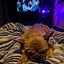 animal, bedroom, blanket, closeup, cozy, dog, french_bulldog, furniture, home, indoor, night, pets, purple_light, relaxation, resting, romantic_scene, sleeping, striped, television, walls