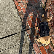 Cash joined the competition — help win amazing prizes! dog, leash, sidewalk, brick, concrete, shadow, harness, walking, outdoor, sunlight, pet, pavement, footwear, human_shadow, curb, street, walk, small_dog, brown_dog, daytime