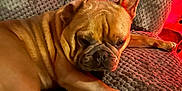 Cash is registered to the contest to win money with this photo: animal, brown, closeup, comfort, couch, dog, ear, french_bulldog, fur, home, indoor, lighting, paw, pet, red_glow, relaxed, resting, sleepy, snout, texture