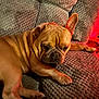 dog, french_bulldog, pet, couch, indoor, relaxed, brown, texture, fur, animal, sleepy, comfort, paw, ear, snout, resting, closeup, home, lighting, red_glow