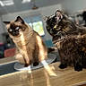 cats, two_cats, pet, feline, siamese_cat, tortoiseshell_cat, blue_eyes, yellow_eyes, whiskers, fur, sitting, indoors, kitchen, table, sunlight, portrait, animal_photography, home, curious, serious_expression