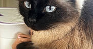 Moka a rejoint le concours — aidez-le/la à gagner de superbes lots ! cat, seal_point, fluffy, longhaired, blue_eyes, whiskers, feline, pet, animal, close_up, portrait, indoors, blanket, fabric, brown_fur, black_face, pointed_ears, sitting, relaxed, photography