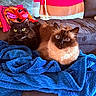 cats, felines, long_hair, black_cat, colorpoint_cat, blue_eyes, green_eyes, brown_fur, black_fur, whiskers, ears, pet, animal, couch, blanket, blue_blanket, pillow, stuffed_toy, indoors, portrait