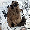 Moka participe au concours pour gagner de l'argent avec cette photo : cat, fluffy, long_hair, blue_eyes, brown_fur, dark_face, pointed_ears, raised_paw, lying_down, relaxed, playful, indoor, bed, bedding, pillow, floral_pattern, polka_dots, blanket, pet, portrait