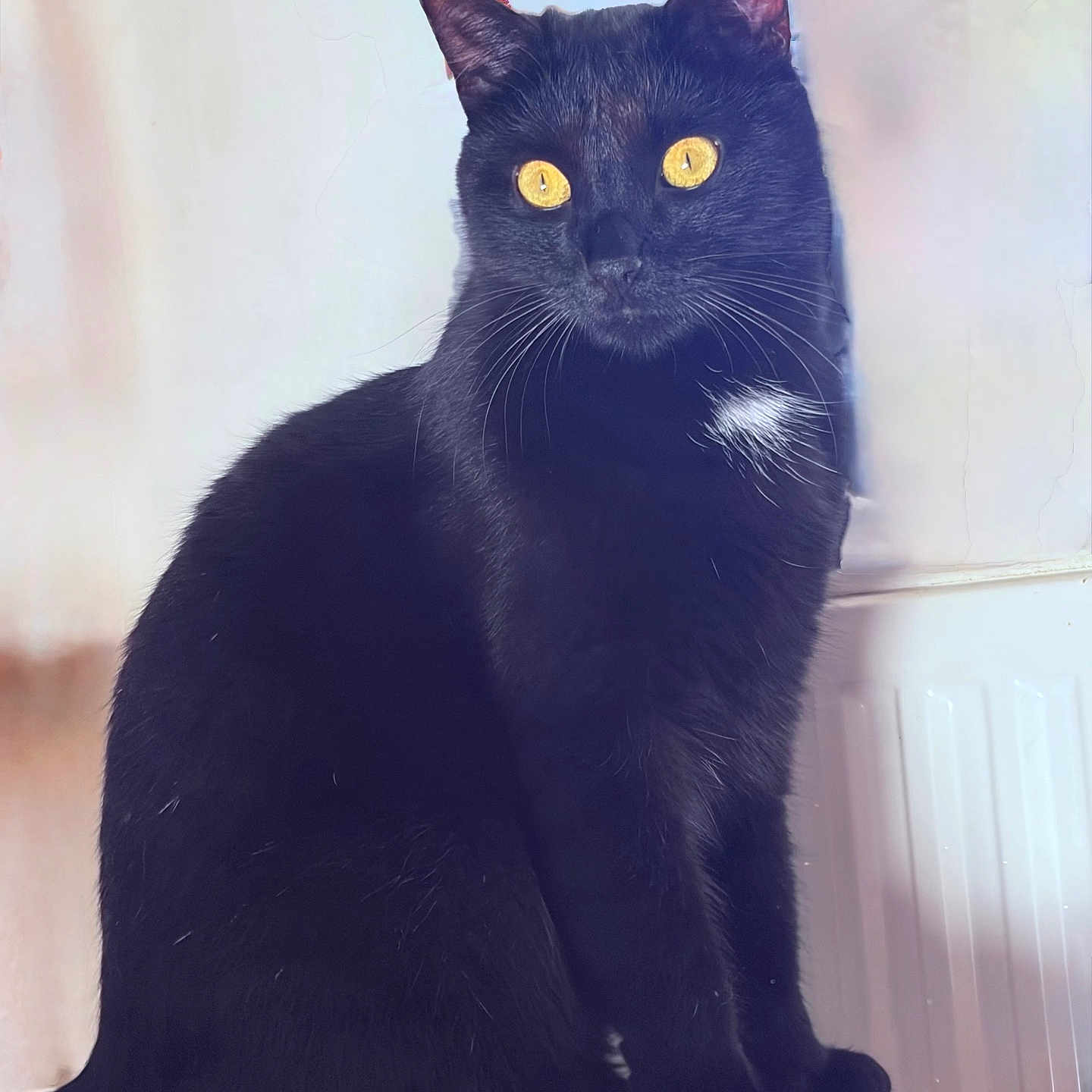 Simba