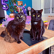 Simba participe au concours pour gagner de l'argent avec cette photo : cats, black_cats, pets, animals, feline, fluffy, short_hair, long_hair, yellow_eyes, sitting, portrait, indoors, dining_table, home, birthday, balloons, decorations, houseplant, window, furniture