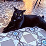 Simba participe au concours pour gagner de l'argent avec cette photo : black_cat, cat, feline, green_eyes, whiskers, lying_down, stretched_out, relaxed, indoor, patterned_floor, decorative_tiles, geometric_pattern, sunlight, warm_lighting, portrait, pet, animal, long_tail, pointed_ears, home_interior