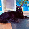Simba participe au concours pour gagner de l'argent avec cette photo : black_cat, cat, feline, pet, animal, golden_eyes, green_eyes, whiskers, ears, paws, fur, lying_down, lounging, relaxed, indoors, table, reflection, houseplant, blue_wall, portrait