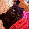 Nala a rejoint le concours — aidez-le/la à gagner de superbes lots ! cat, black_cat, fluffy, long_hair, green_eyes, whiskers, ears, animal, pet, lying_down, blanket, pink_blanket, cream_blanket, indoor, bedroom, cozy, close_up, portrait, dramatic_expression, furniture