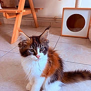 Baïka a rejoint le concours — aidez-le/la à gagner de superbes lots ! cat, kitten, fluffy, long_hair, tabby, white_chest, blue_eyes, ear_tufts, whiskers, tail, sitting, indoors, tile_floor, cat_tree, cat_house, pet, portrait, animal, home, cute