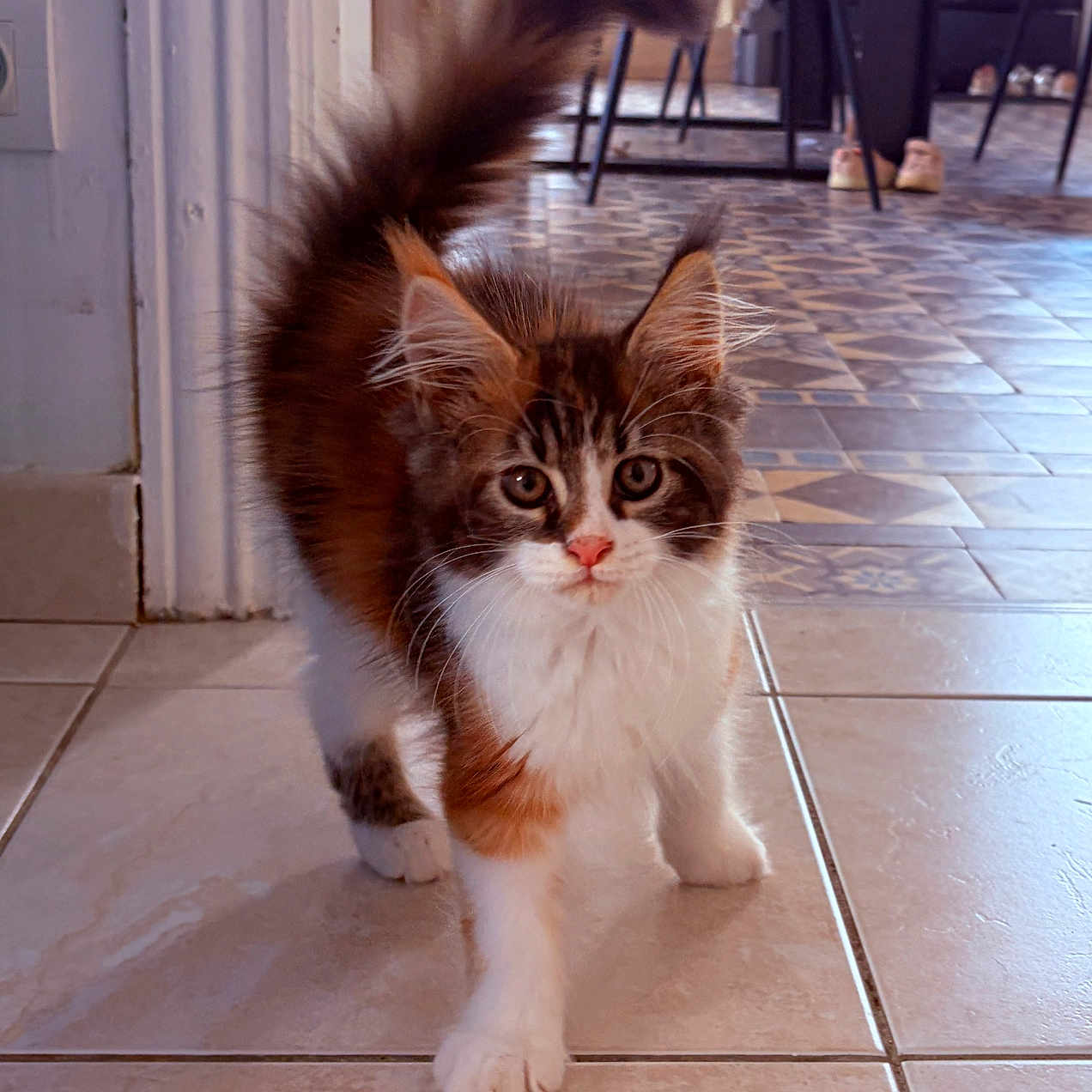 Baïka participe au concours pour gagner de l'argent avec cette photo : cat, kitten, long_hair, fluffy, tabby, white_chest, brown_fur, blue_eyes, pet, animal, standing, walking, raised_tail, paws, whiskers, indoors, tile_floor, hallway, chairs, portrait