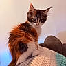 Baïka participe au concours pour gagner de l'argent avec cette photo : cat, kitten, long_hair, fluffy, calico, white_fur, brown_fur, black_fur, blue_eyes, whiskers, pointed_ears, sitting, portrait, indoors, blanket, couch, cozy, soft_lighting, pet, cute