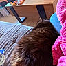 Baïka participe au concours pour gagner de l'argent avec cette photo : cat, black_cat, fluffy, long_hair, sleeping, curled_up, pet, animal, sofa, couch, blanket, pink_blanket, cozy, indoor, living_room, coffee_table, wooden_floor, furniture, relaxing, nap
