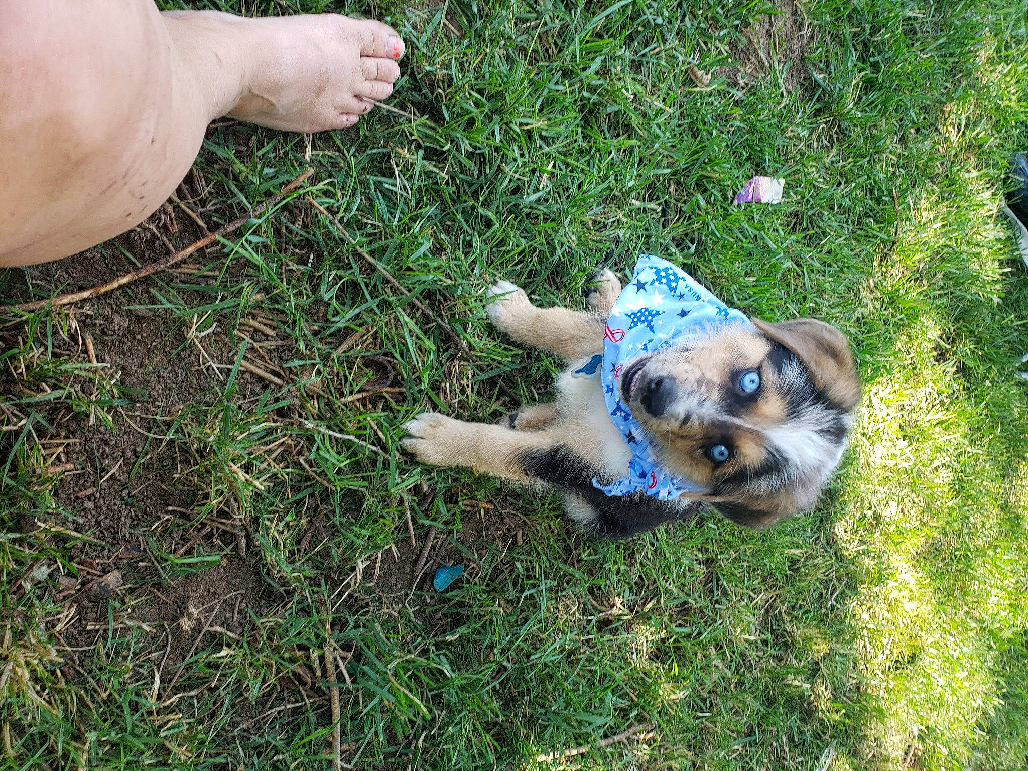 Helix joined the competition — help win amazing prizes! australian_shepherd, canidae, carnivore, companion_dog, dog, dog_breed, fawn, grass, miniature_australian_shepherd, puppy