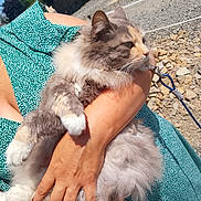 Jipsy participe au concours pour gagner de l'argent avec cette photo : animal, arms, calm, cat, claws, closeup, daylight, fluffy, fur, gray_cat, green_dress, holding, nature, outdoor, person, pet, relaxation, rocky_ground, sunlight, whiskers