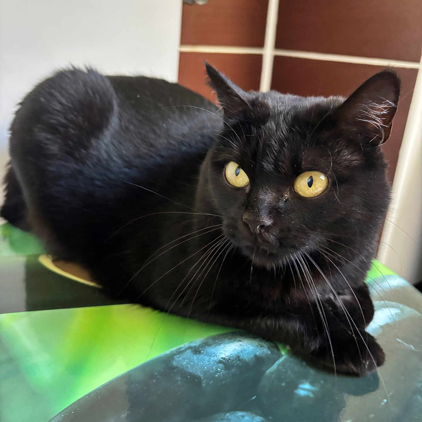 Nala participe au concours pour gagner de l'argent avec cette photo : abyssinian, animal, blackcat, cat, kitten, manx, pet