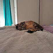 Fantomette a rejoint le concours — aidez-le/la à gagner de superbes lots ! animal, bed, blanket, cat, cozy, curled_up, curtain, cute, domestic, furniture, indoor, paw, pet, quiet, relaxation, resting, sleeping, soft_light, tabby, window