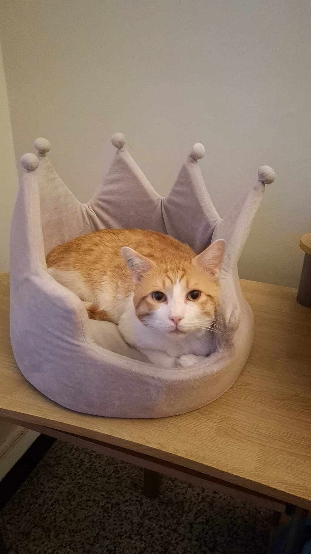 Gaston