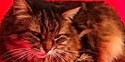 Bianca participe au concours pour gagner de l'argent avec cette photo : cat, tabby_cat, furry, pet, animal, resting, red_background, indoor, whiskers, closeup, cute, mammal, feline, domestic_cat, relaxed, fur, ears, eyes, face, paw