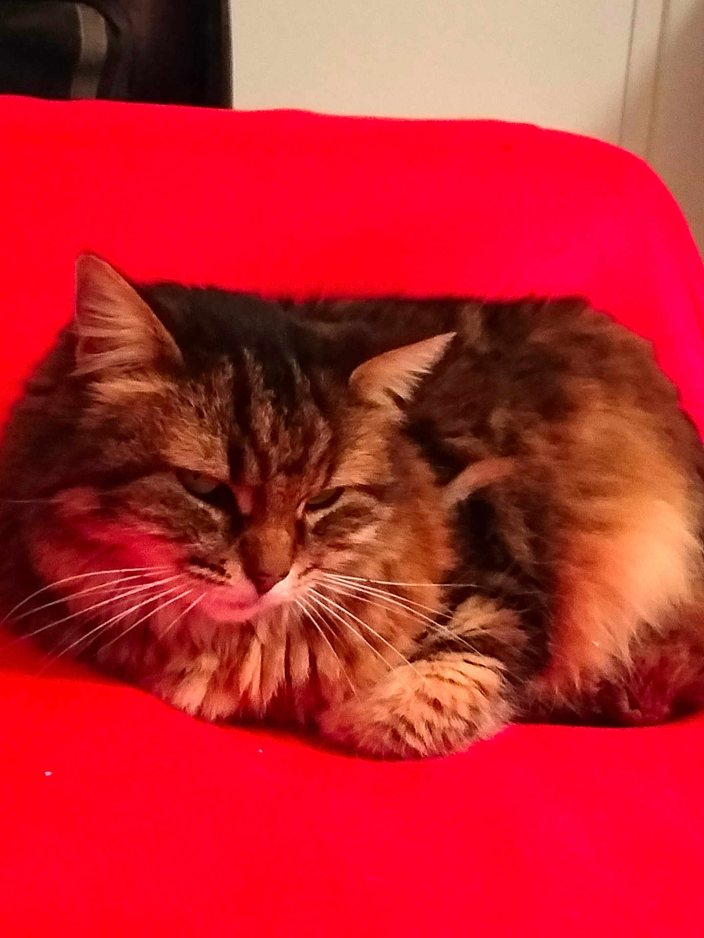 Bianca participe au concours pour gagner de l'argent avec cette photo : cat, tabby_cat, furry, pet, animal, resting, red_background, indoor, whiskers, closeup, cute, mammal, feline, domestic_cat, relaxed, fur, ears, eyes, face, paw
