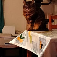 Bianca a rejoint le concours — aidez-le/la à gagner de superbes lots ! animal, brown, cat, chair, cozy, curious, domestic_animal, exercise_equipment, feline, fluffy, furniture, home, indoor, orange, pet, sitting, striped, tabby, table, tablecloth