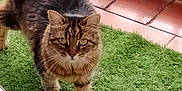 Bianca a rejoint le concours — aidez-le/la à gagner de superbes lots ! animal, artificial_grass, balcony, cat, curious, domestic_cat, ears, eyes, feline, fluffy, fur, grass, nature, outdoor, pet, tabby, tail, tile_floor, walking, whiskers