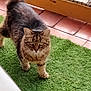 Bianca a rejoint le concours — aidez-le/la à gagner de superbes lots ! cat, tabby, fluffy, animal, pet, grass, artificial_grass, balcony, tile_floor, feline, walking, outdoor, curious, domestic_cat, fur, whiskers, ears, tail, eyes, nature