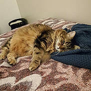 Bianca a rejoint le concours — aidez-le/la à gagner de superbes lots ! cat, tabby, fluffy, indoor, bed, blanket, knitwear, relaxed, sleepy, feline, pet, cozy, resting, animal, fur, whiskers, paw, domestic, cute, companion