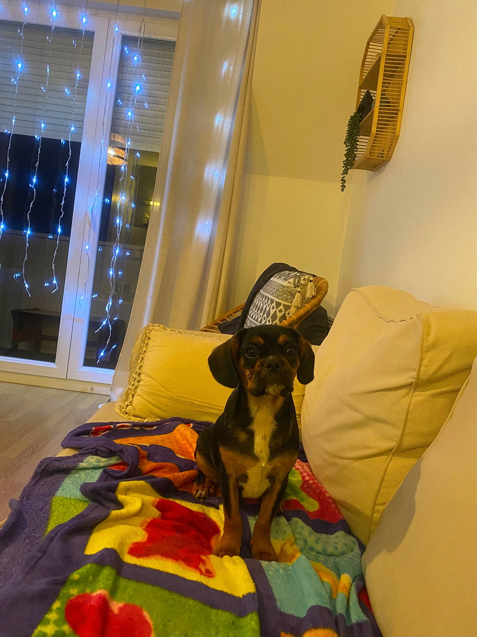 Paco participe au concours pour gagner de l'argent avec cette photo : bedroom, canidae, carnivore, ceiling, chair, comfort, companion_dog, dog, dog_breed, dog_supply, fawn, flooring, guard_dog, hardwood, interior_design, linens, room, sporting_group, wood, working_animal