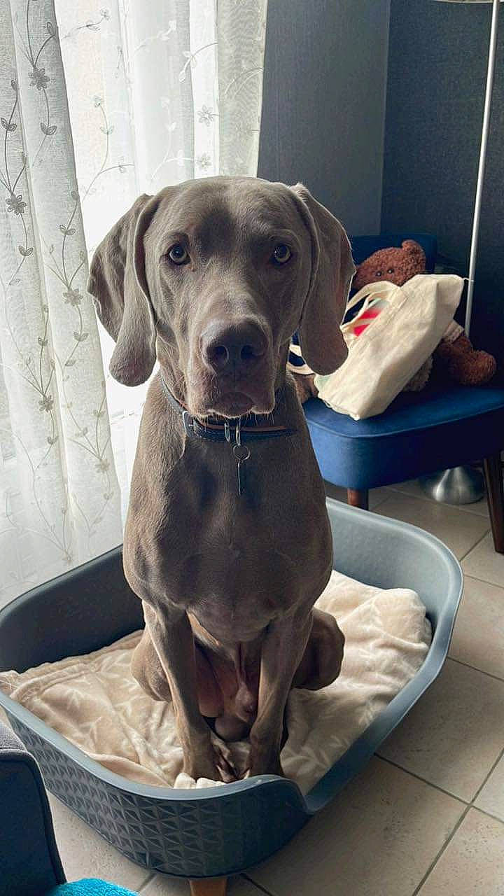 Presley participe au concours pour gagner de l'argent avec cette photo : canidae, carnivore, comfort, companion_dog, dog, dog_breed, dog_collar, eye, fawn, gun_dog, hunting_dog, liver, metal, pet_supply, sitting, snout, sporting_group, whiskers, working_animal