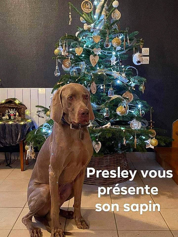 Presley participe au concours pour gagner de l'argent avec cette photo : art, carnivore, christmas_decoration, christmas_ornament, christmas_tree, companion_dog, conifer, dog, dog_breed, event, fawn, gun_dog, holiday, holiday_ornament, liver, ornament, plant, sporting_group, wood, working_animal